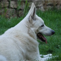 Andy - Swiss White Shepherd Dog