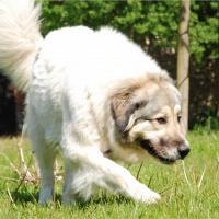 Jeanette - Caucasian Shepherd Dog